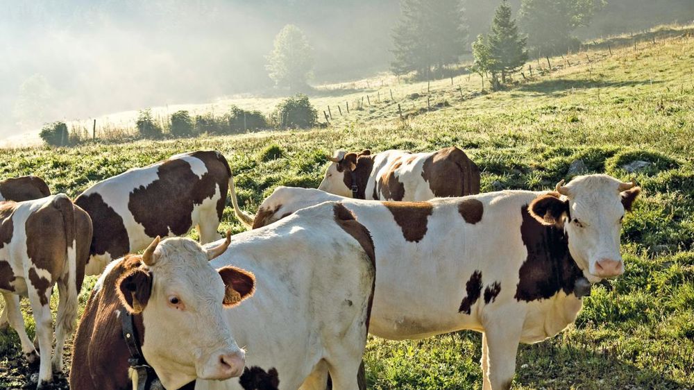 Le nouveau plan de développement du bio ne sera pas réservé aux zones de montagnes, mais ouvert à tous les bassins de production du groupe.© PHILIPPE ROY