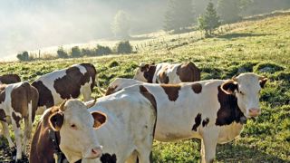 Le nouveau plan de développement du bio ne sera pas réservé aux zones de montagnes, mais ouvert à tous les bassins de production du groupe.© PHILIPPE ROY Le nouveau plan de développement du bio ne sera pas réservé aux zones de montagnes, mais ouvert à tous les bassins de production du groupe.© PHILIPPE ROY