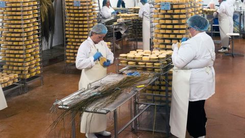 L'entreprise Graindorge est le numéro un sur le marché des fromages sous appellation livarot et pont-l'évêque, Ici, un atelier de fabrication de livarots.© ERIC BERACASSA L'entreprise Graindorge est le numéro un sur le marché des fromages sous appellation livarot et pont-l'évêque, Ici, un atelier de fabrication de livarots.© ERIC BERACASSA