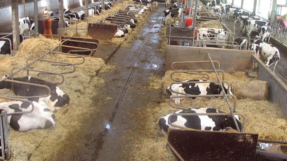 Le poste bâtiment et foncier se situe presque au même niveau sur les petits élevages que sur les grands : 46,80 €/1 000 l, contre 50,40 €.