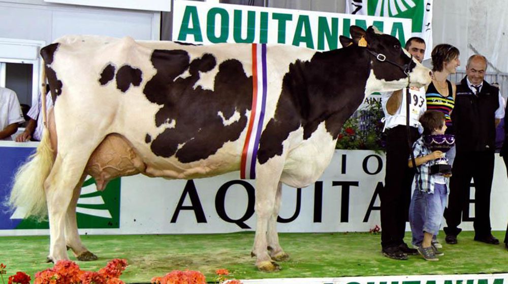 Duf Talma, du Gaec Duff'Holstein (Hautes-Pyrénées), grande championne 2011