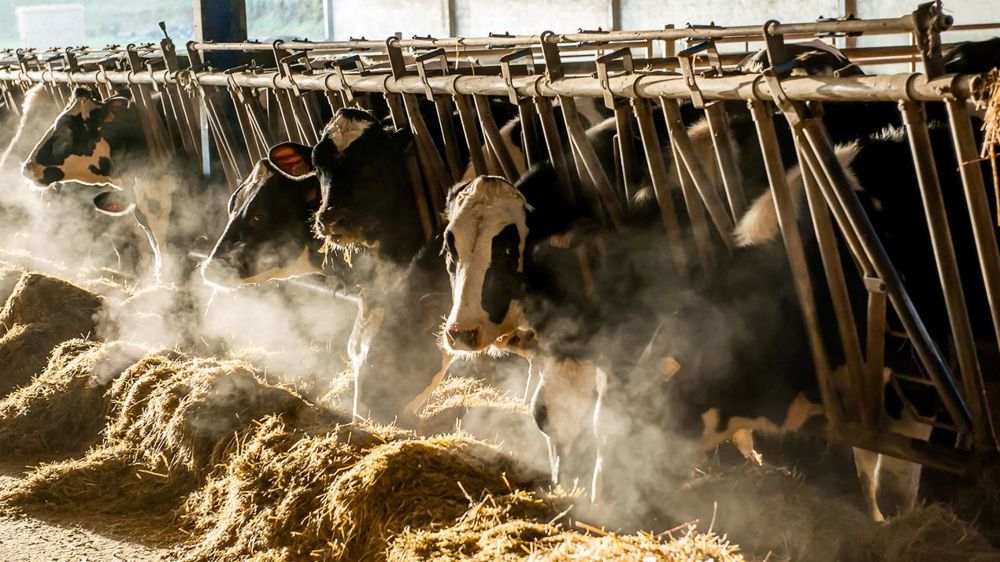 © JEAN-MICHEL NOSSANT