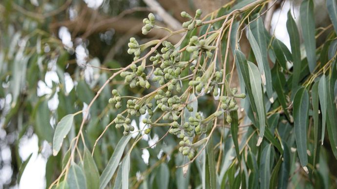 Les huiles essentielles de girofle et d'eucalyptus (photo) ont montré les meilleures efficacités en labo sur tavelure du pommier.C. WATIER
