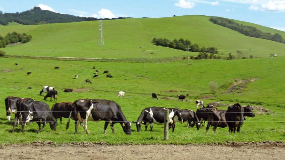 Les pâtures de l'île du Nord pouvant difficilement accueillir davantage d'animaux, c'est dans le Sud (un tiers de la production actuelle) que se font aujourd'hui les investissements.© PLC