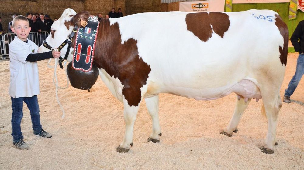 Dentelle, une Joyeux du Gaec Laffly (Doubs) : 8 082 kg de lait à 45,8 de TB et 38,3 de TA en 3e lactation et 305 jours.© FRANÇOIS VUILLEMIN