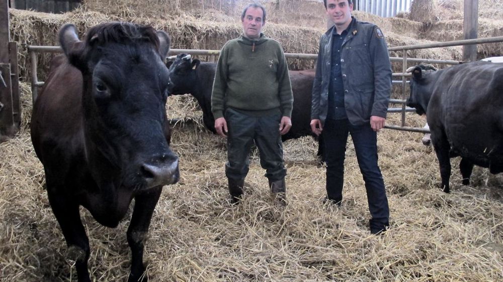Pour obtenir l'excellence, les vaches de réforme seront finies à la ferme de Pierre Dilly, ici avec son fils Benjamin, selon un protocole bien défini.© J.P.
