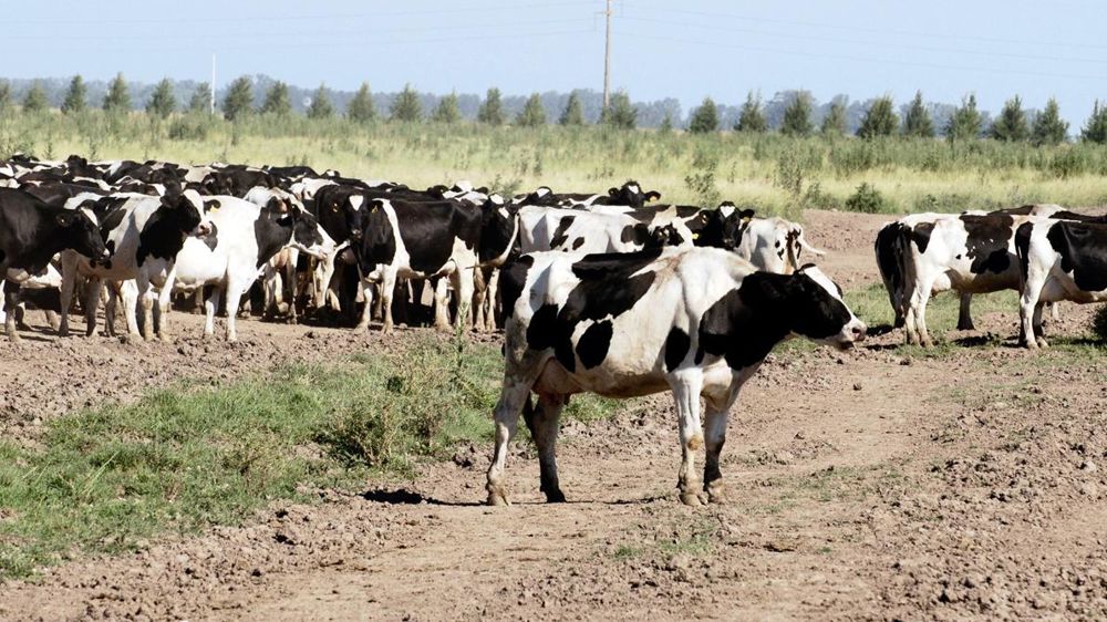 Avec du maïs à 85 €/t, du soja à 230 €/t et du lait à 290 €/t, le rapport de prix a rarement été aussi favorable pour les producteurs.© JAZMIN ARELLANO