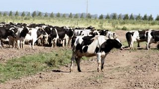 Avec du maïs à 85 €/t, du soja à 230 €/t et du lait à 290 €/t, le rapport de prix a rarement été aussi favorable pour les producteurs.© JAZMIN ARELLANO Avec du maïs à 85 €/t, du soja à 230 €/t et du lait à 290 €/t, le rapport de prix a rarement été aussi favorable pour les producteurs.© JAZMIN ARELLANO