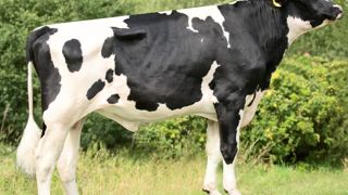 Premier résultat du consortium génétique franco-polonais (EBP), le taureau polonais Border a intégré le catalogue holstein de l'été 2015 de Gènes Diffusion, avec un Isu de 171. Premier résultat du consortium génétique franco-polonais (EBP), le taureau polonais Border a intégré le catalogue holstein de l'été 2015 de Gènes Diffusion, avec un Isu de 171.