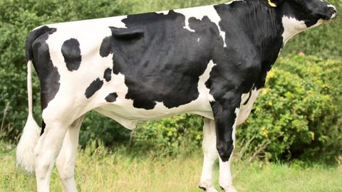 Premier résultat du consortium génétique franco-polonais (EBP), le taureau polonais Border a intégré le catalogue holstein de l'été 2015 de Gènes Diffusion, avec un Isu de 171.