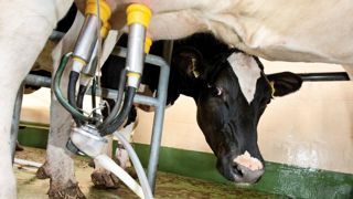 La demande de réduction de la production laitière ne devra pas excéder 50 % des volumes livrés au cours de la même période l'année précédente.© CLAUDIUS THIRIET La demande de réduction de la production laitière ne devra pas excéder 50 % des volumes livrés au cours de la même période l'année précédente.© CLAUDIUS THIRIET