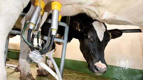 La demande de réduction de la production laitière ne devra pas excéder 50 % des volumes livrés au cours de la même période l'année précédente.© CLAUDIUS THIRIET  La demande de réduction de la production laitière ne devra pas excéder 50 % des volumes livrés au cours de la même période l'année précédente.© CLAUDIUS THIRIET