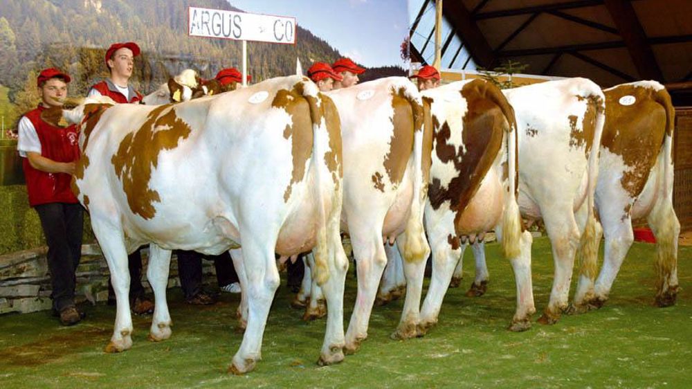 Le lot des Argus CO à la dernière Expo MS