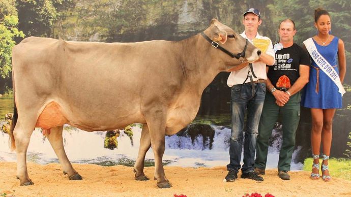 Le concours interrégional de la race brune
