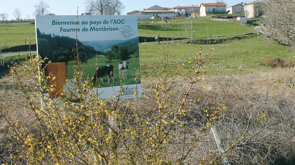 Pour l'un des éleveurs du secteur, « Casino a réinjecté du capital dans l'entreprise et a mis fin au retard de paiement des fiches de lait ». © A.B 