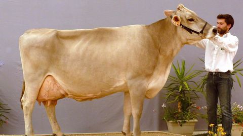 Championne adulte , Umeralda du Gaec Funcken (Haute-Marne), une vache en 6e lactation toujours au top. 9 158 kg en 3e lactation à 38,3 de TB et 36 de TA.