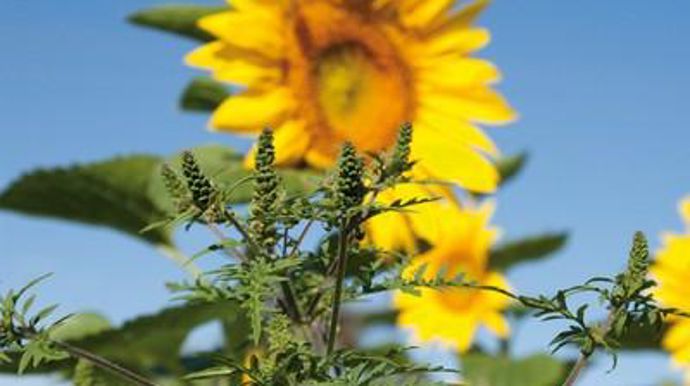 La lutte contre l'ambroisie est aujourd'hui une des priorités, car environ 12 % des Français y sont sensibles.S. CHAMPION