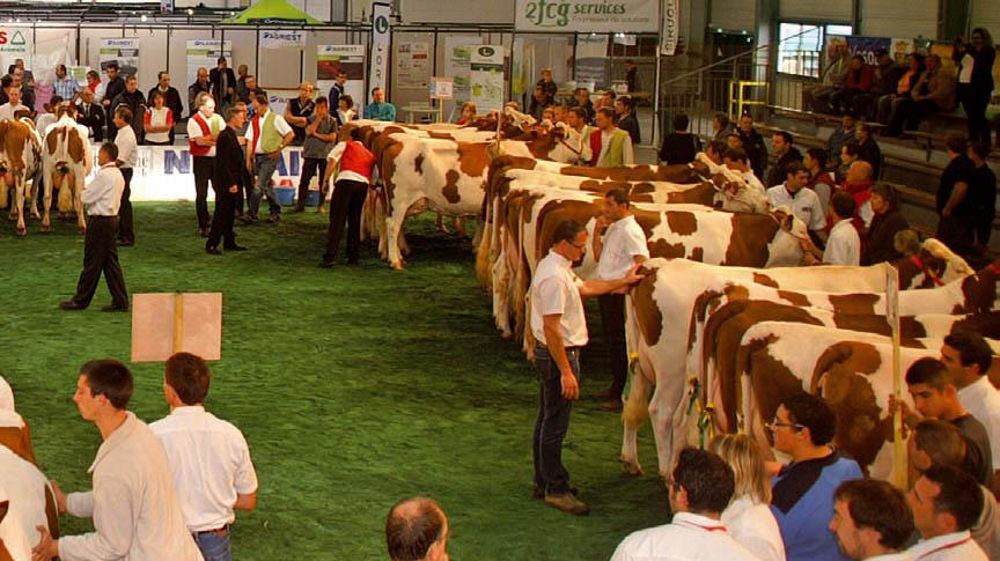 Le festival de l'Élevage haut-saônois a réuni 116 montbéliardes, 38 holsteins, 14 vosgiennes et 23 charolaises.