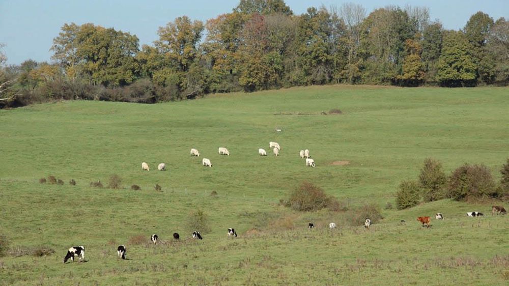 Dans les Ardennes, l'effectif allaitant dépasse aujourd'hui celui des vaches laitières.© PASCAL CRAPON/GFA