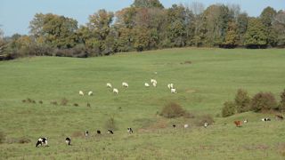 Dans les Ardennes, l'effectif allaitant dépasse aujourd'hui celui des vaches laitières.© PASCAL CRAPON/GFA Dans les Ardennes, l'effectif allaitant dépasse aujourd'hui celui des vaches laitières.© PASCAL CRAPON/GFA