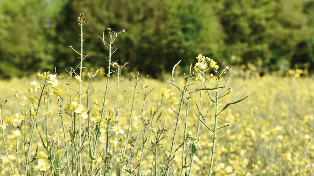 C. FAIMALI