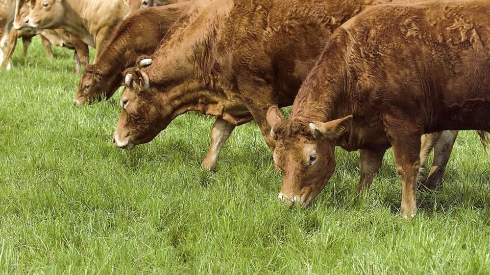 Alors qu'elle répond aux attentes sociétales en terme d'environnement et de sécurité sanitaire, la viande bovine française peine à obtenir les soutiens politiques dont elle a besoin.© CHRISTIAN WATIER
