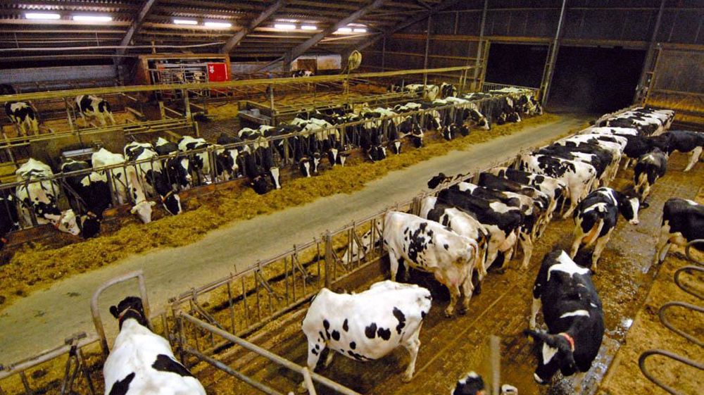 Si la logique libérale s'applique, la moitié des 96 000 éleveurs pourrait disparaître d'ici à dix ans, permettant à ceux qui restent de produire plus avec des investissements aidés.© JEAN-CLAUDE GRELIER