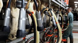 Pour le CIGC, l'intervention humaine doit rester au coeur des étapes clés de la fabrication du comté, à commencer par la traite.© JÉROME CHABANNE Pour le CIGC, l'intervention humaine doit rester au coeur des étapes clés de la fabrication du comté, à commencer par la traite.© JÉROME CHABANNE