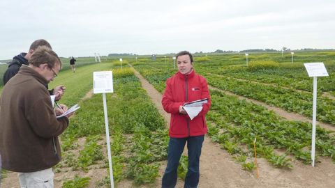 Dans sa plate-forme de Croix-Moligneaux, UPL France a étudié l'efficacité et la sélectivité des principales substances actives du marché sur toutes les mauvaises herbes.B. CAILLIEZ