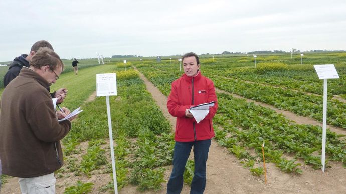 Dans sa plate-forme de Croix-Moligneaux, UPL France a étudié l'efficacité et la sélectivité des principales substances actives du marché sur toutes les mauvaises herbes.B. CAILLIEZ