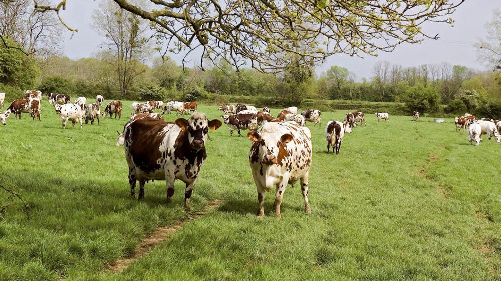 La préservation de la biodiversité est reconnue bien public par Bruxelles.© CLAUDIUS THIRIET