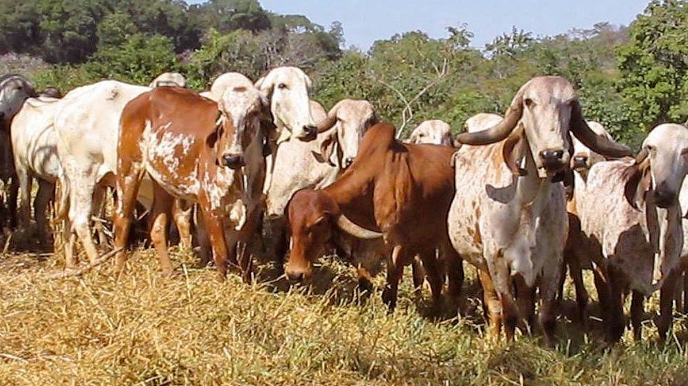 Les vaches zébu gir sont résistantes à la chaleur, aux tiques et aux terrains difficiles. Le croisement avec la race holstein leur confère un potentiel laitier supérieur. Les vaches zébu gir sont résistantes à la chaleur, aux tiques et aux terrains difficiles. Le croisement avec la race holstein leur confère un potentiel laitier supérieur.