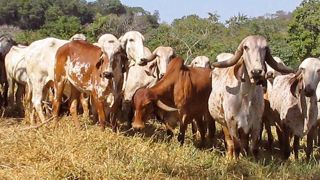 Les vaches zébu gir sont résistantes à la chaleur, aux tiques et aux terrains difficiles. Le croisement avec la race holstein leur confère un potentiel laitier supérieur. Les vaches zébu gir sont résistantes à la chaleur, aux tiques et aux terrains difficiles. Le croisement avec la race holstein leur confère un potentiel laitier supérieur. Les vaches zébu gir sont résistantes à la chaleur, aux tiques et aux terrains difficiles. Le croisement avec la race holstein leur confère un potentiel laitier supérieur. Les vaches zébu gir sont résistantes à la chaleur, aux tiques et aux terrains difficiles. Le croisement avec la race holstein leur confère un potentiel laitier supérieur.