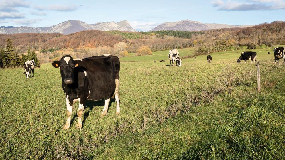 Les exploitations de plus de 300 000 litres, quasi absentes en 2001, représentent près de 25 % des producteurs pour environ 50 % de la production totale.© CLAUDIUS THIRIET