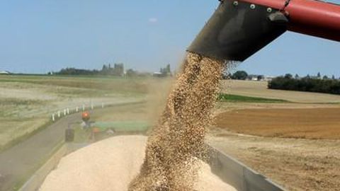 Les rendements de 42 q/ha en pois en 2012 ont pu être permis, en partie, grâce à une bonne protection phyto.P. MONTIGNY Les rendements de 42 q/ha en pois en 2012 ont pu être permis, en partie, grâce à une bonne protection phyto.P. MONTIGNY