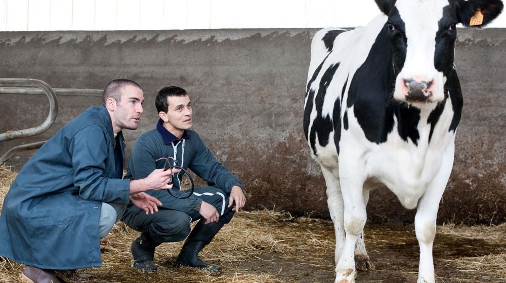 Pour diminuer l'utilisation des antibiotiques, des vétérinaires développent le conseil et des pratiques alternatives. © CLAUDIUS THIRIET
