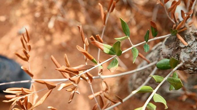 Xyllela fastidiosa s'installe dans le xylème, qui permet la circulation de la sève brute constituée d'eau et de sels minéraux puisés dans le sol par les racines, provoquant des dessèchements.