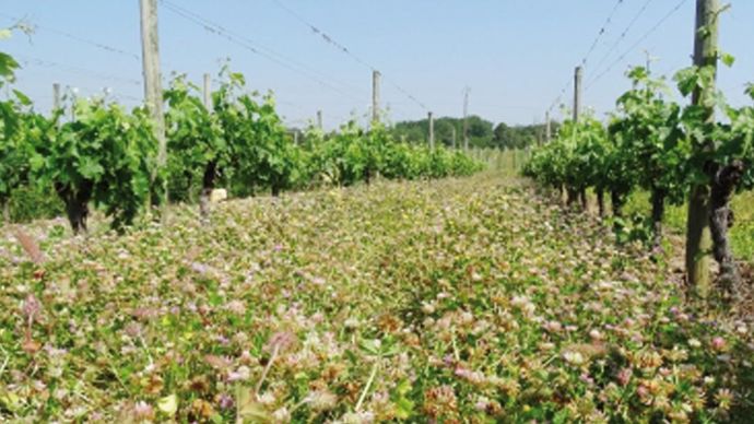 Vitimax, gamme d'engrais verts temporaires, Semences de Provence.