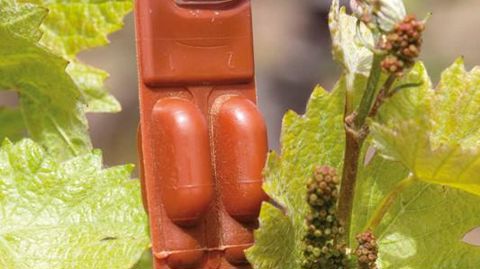 Pierre-Antoine Lardier, de BASF, confirme l'intérêt grandissant des viticulteurs pour la confusion sexuelle : « Ils apprennent à s'en servir. »CLAUDIUS THIRIET