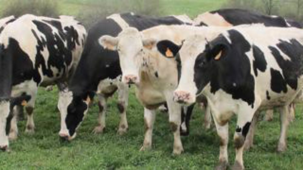 En plaine,la moitié des élevages laitiers dégage un revenu négatif. P.Le Cann