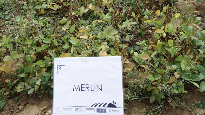 La variété 000 Merlin a confirmé en 2015, dans les essais de l'Aisne, sa très grande précocité.B. CAILLIEZ
