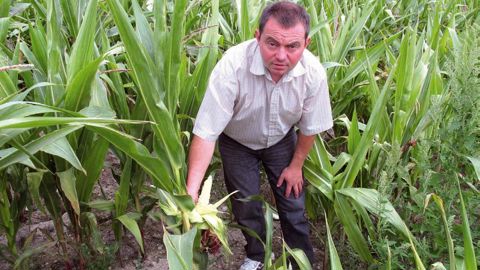 Le déficit hydrique de juillet n'a pas permis une bonne fécondation. Outre le rendement faible, les épis sont pauvres en grains. 