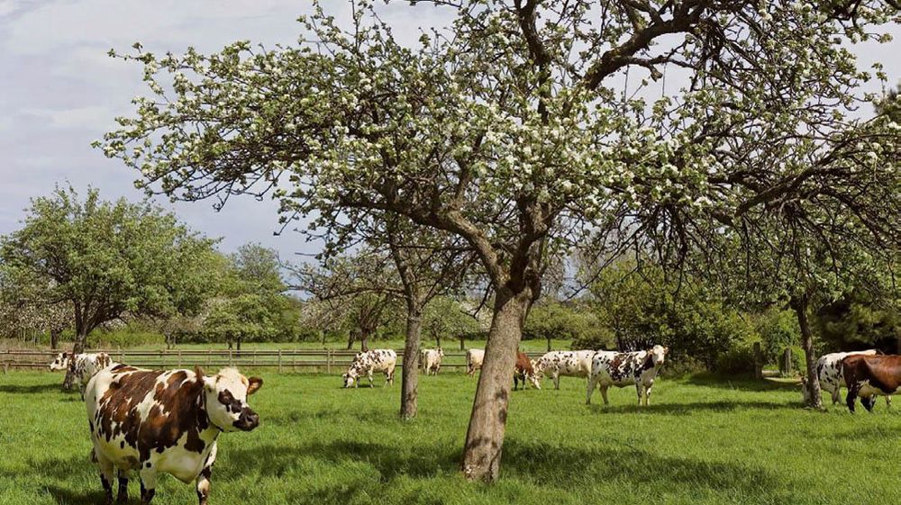 Le fort « verdissement » de la Pac et les impératifs de la santé publique ont déjà nombre d'adeptes.
