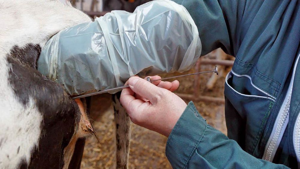 Les premiers débauchages d'inséminateurs n'ont pas fait grand bruit à l'UNCEIA, car ils visaient l'ancien centre « pirate » de La Crepelle.© CLAUDIUS THIRIET