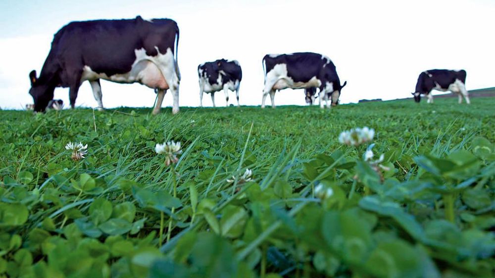 Les coops de l'ouest font pression pour que les sous-réalisations de certaines régions soient produites par d'autres.© THIERRY PASQUET