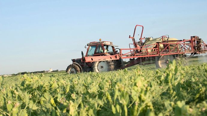 Les surfaces en déployé en pois protéagineux ont reculé malgré la hausse des hectares cultivés.S. CHAMPION