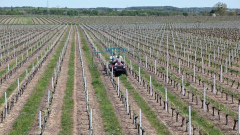 Les hectares désherbés seraient en légère baisse en 2015.C. WATIER