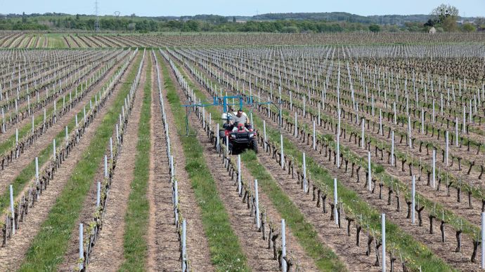 Les hectares désherbés seraient en légère baisse en 2015.C. WATIER Les hectares désherbés seraient en légère baisse en 2015.C. WATIER