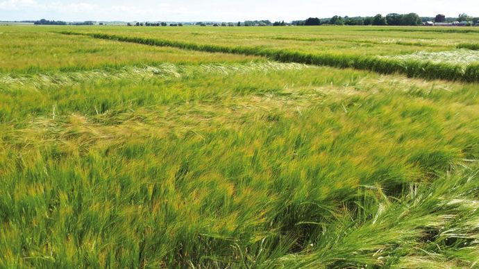 La résistance à la verse est également un critère de différenciation important en orge de brasserie.SAATEN UNION