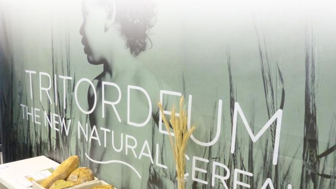 Le Tritordeum, est la deuxième espèce de céréale créée par l'homme, après le triticale. R. FOURREAUX